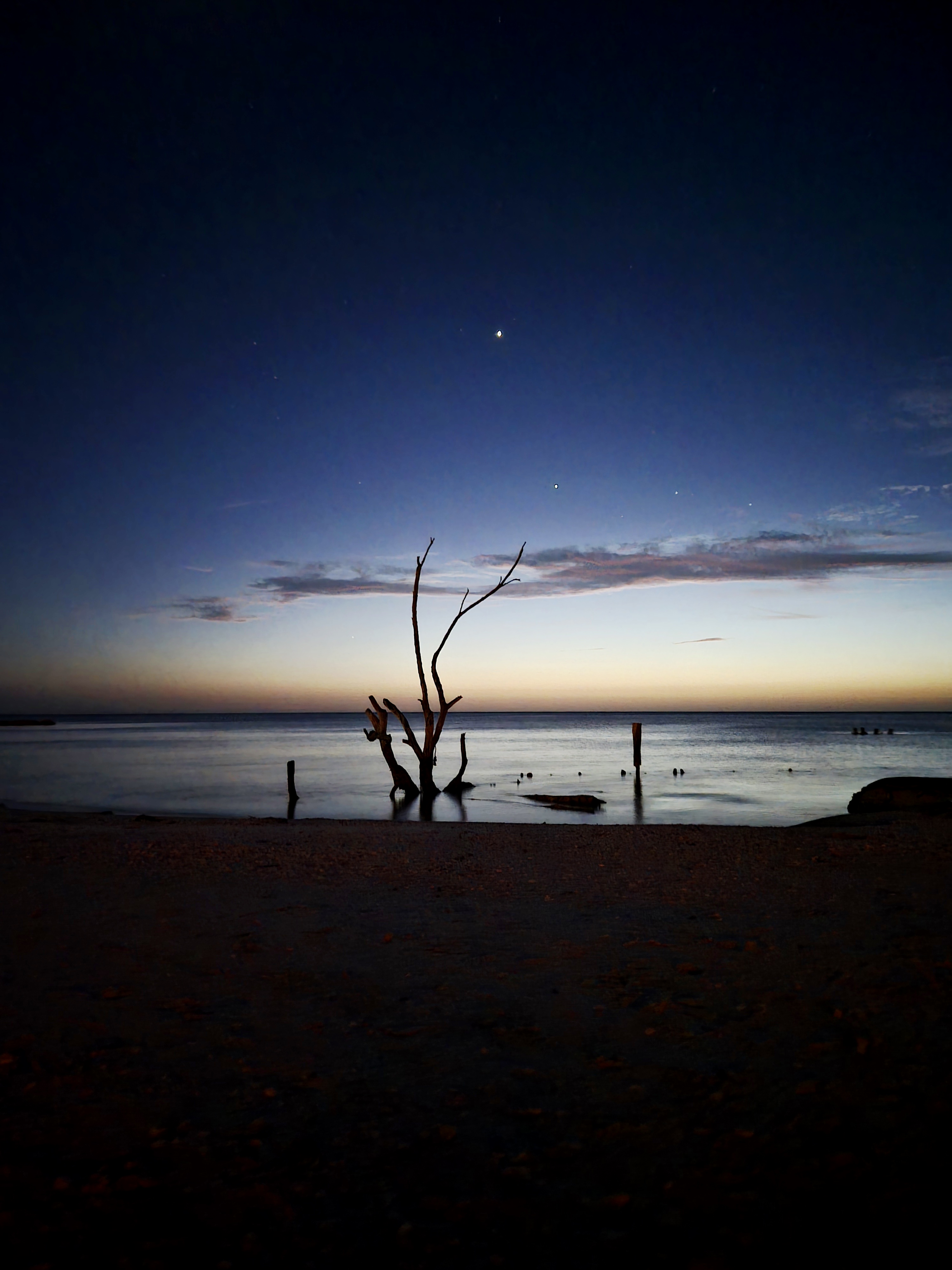 A solitary tree by the water in the last evening light.